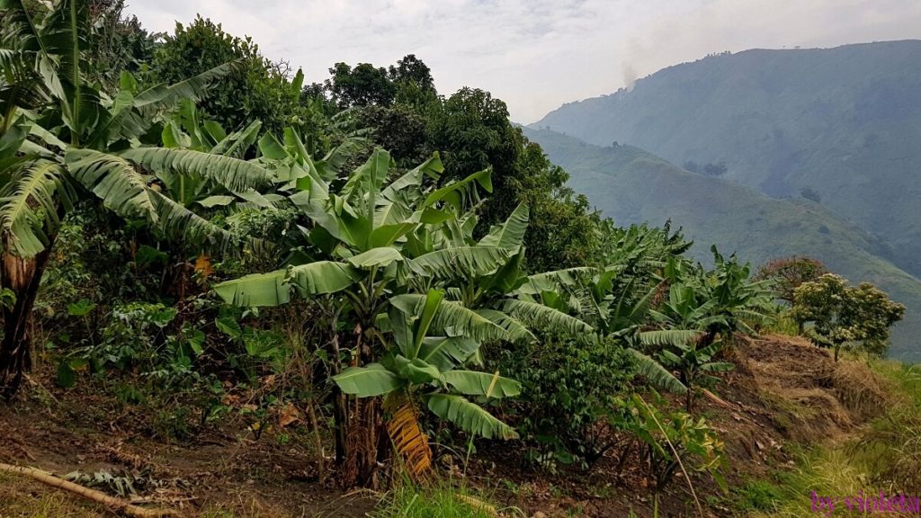 góry ruwenzori